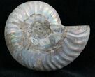 Silver Iridescent Ammonite - Madagascar #7781-1